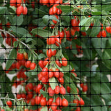 Filet de protection anti-animaux et cervidés OldMacDonald (55 g/m²) 2,3 m x 30 m (mailles 19 x 19 mm)