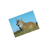 Appeau à coyote Flambeau Lone Howler